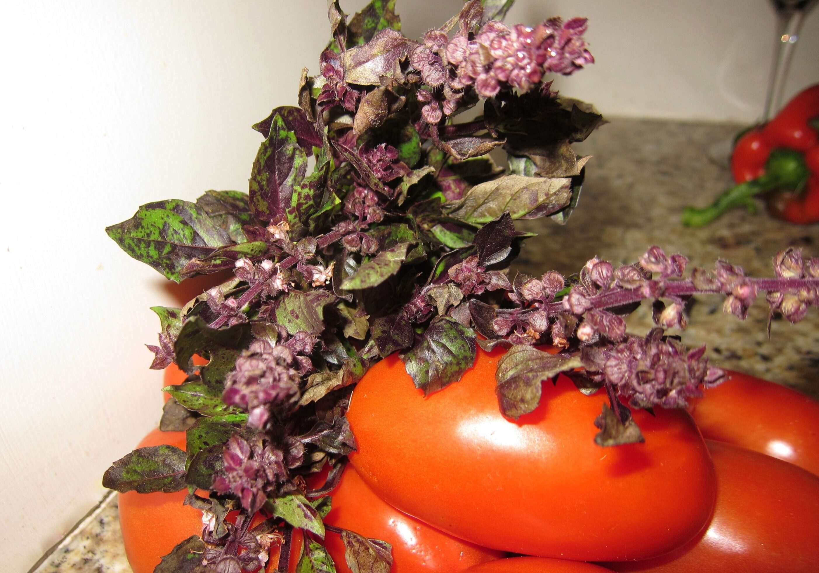 A bunch of purple basil leaves resting on ripe red tomatoes.