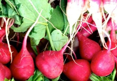 Fresh radishes with green leaves and roots.