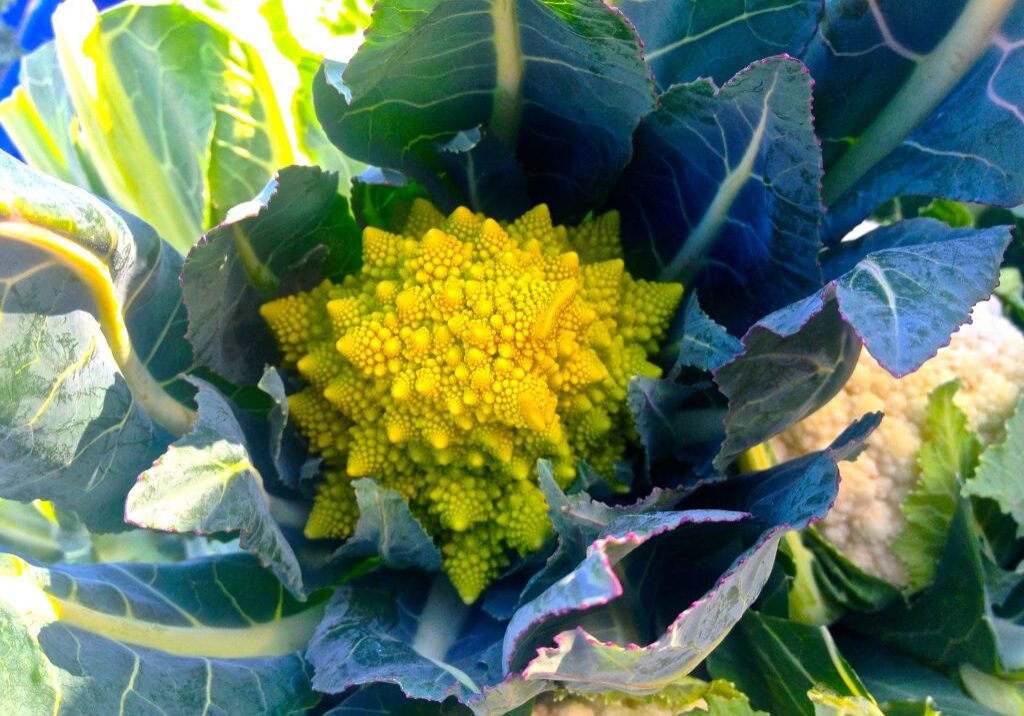 A close-up of a Romanesco broccoli with green leaves.